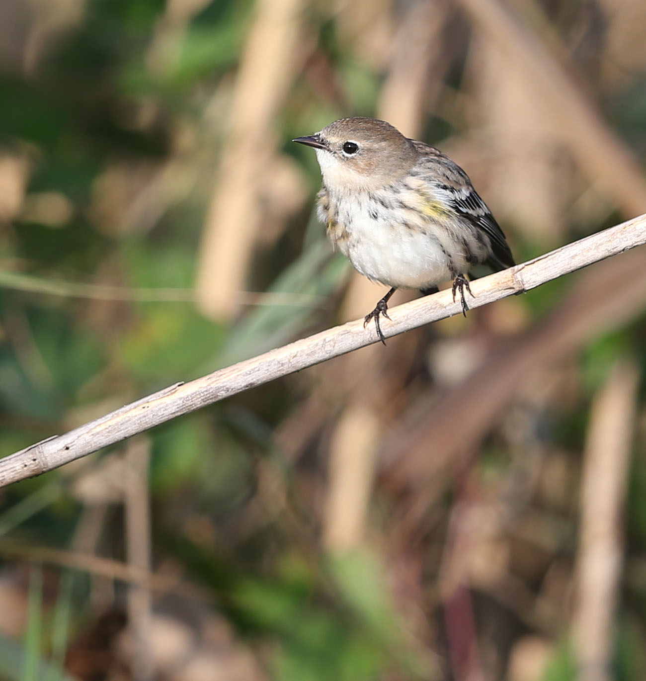 Yellow-rumped Warbler