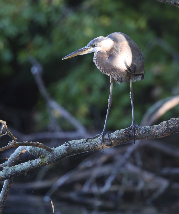 Immature Great Blue Heron