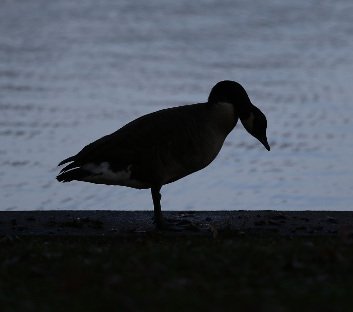 Canada Goose