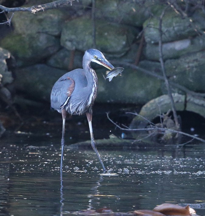 Immature Great Blue Heron with a fish