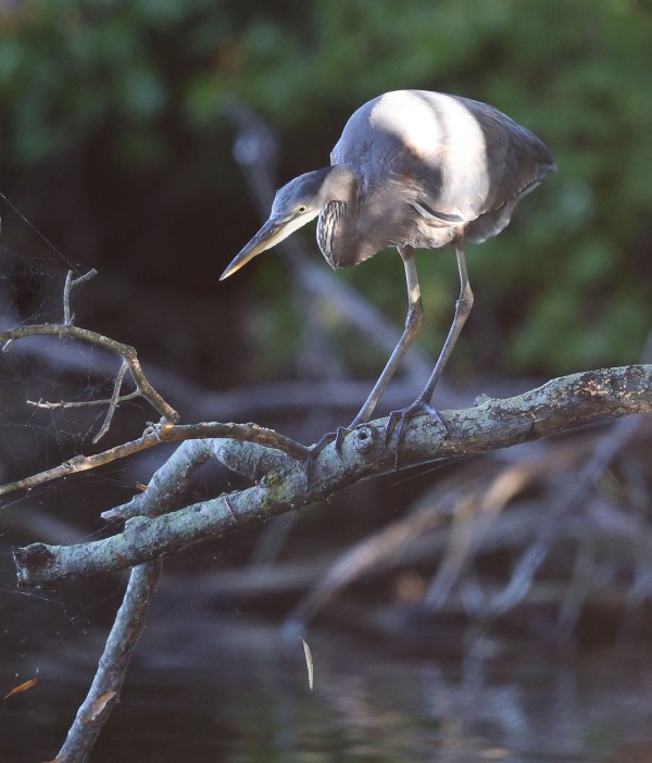 Immature Great Blue Heron
