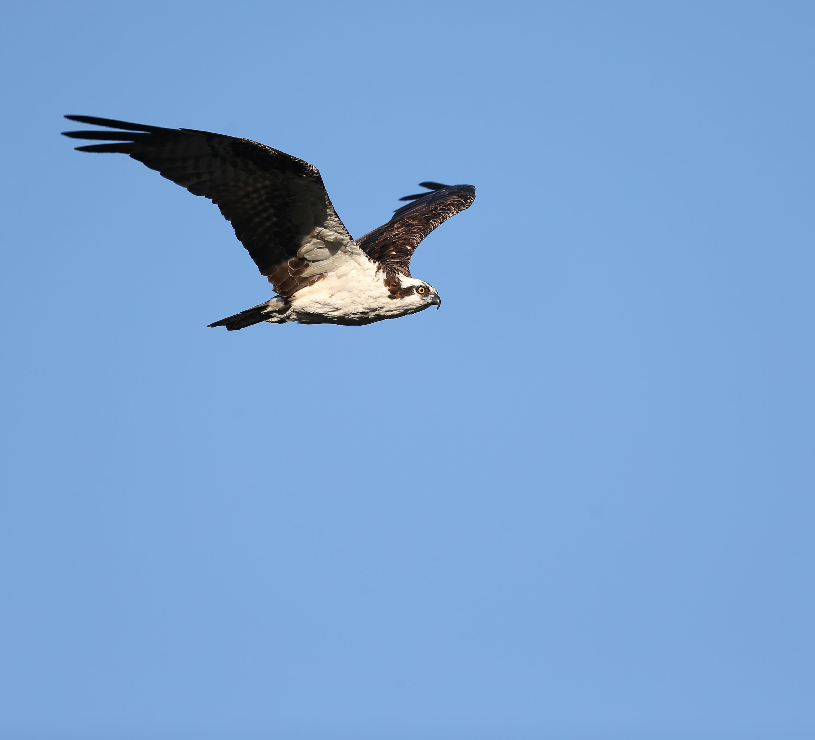 Adult male Osprey