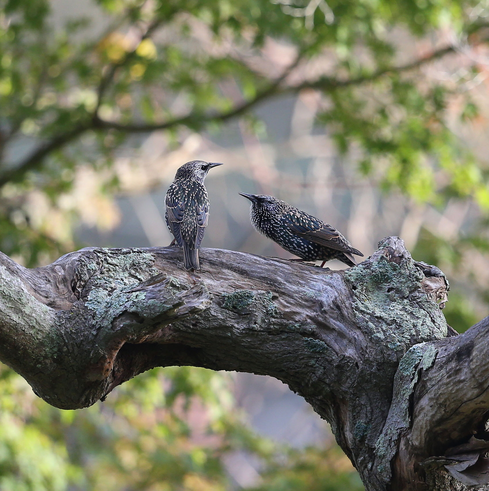European Starlings