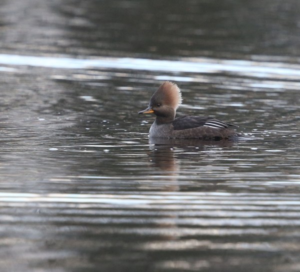Female Hooded Merganser