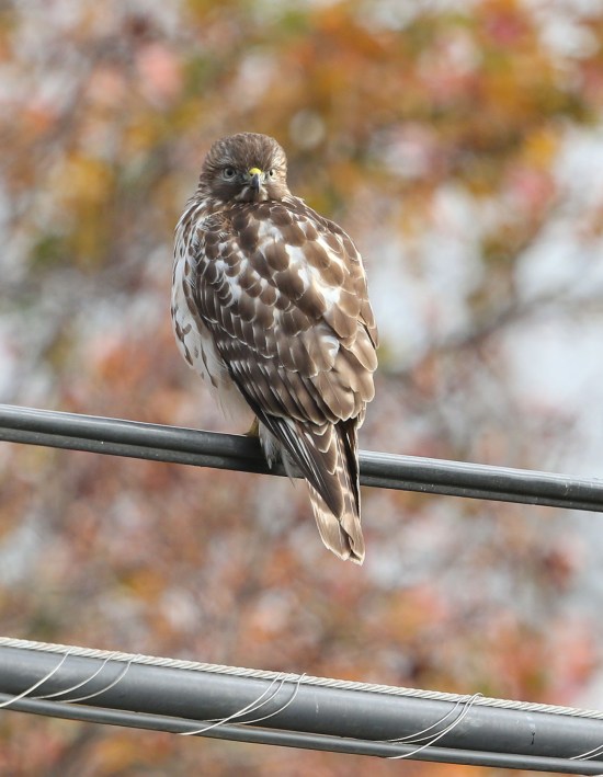 Red-shouldered Hawk