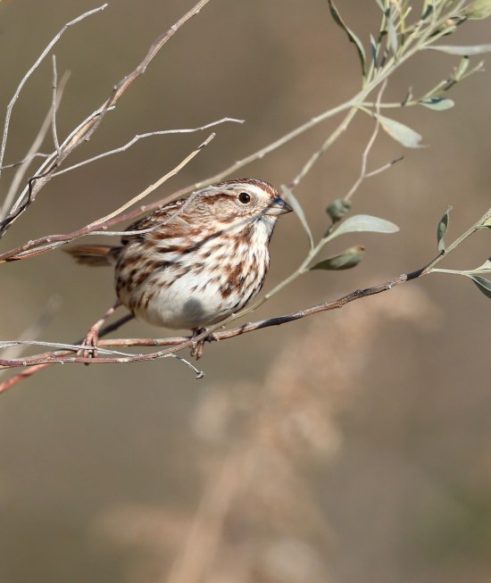 Song Sparrow