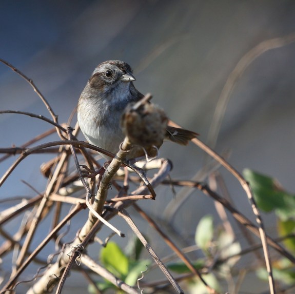 Swamp Sparrow