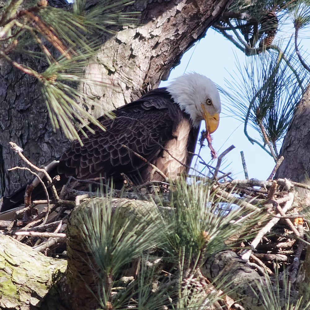 Bald Eagle feeding young