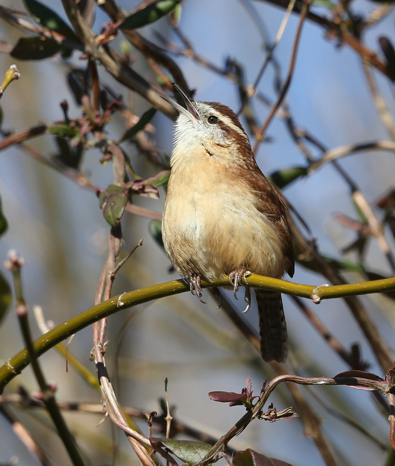 Carolina Wren singing