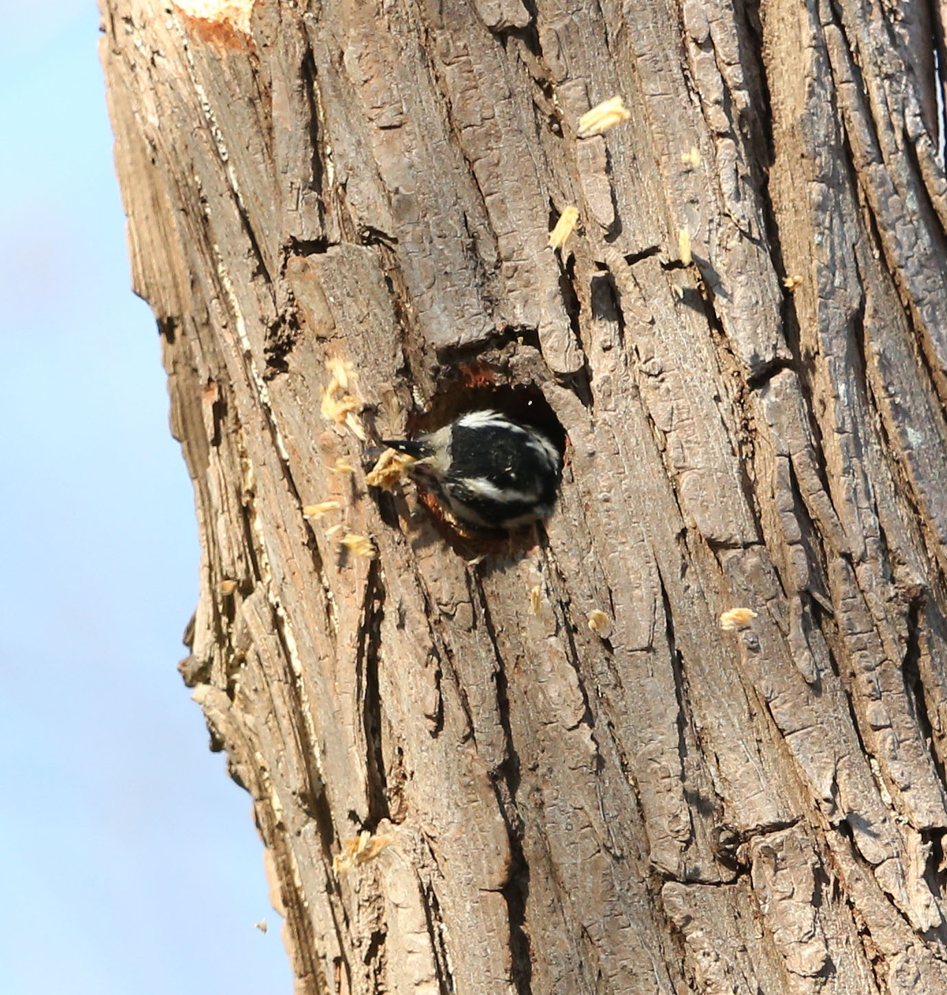 Downy Woodpecker excavating