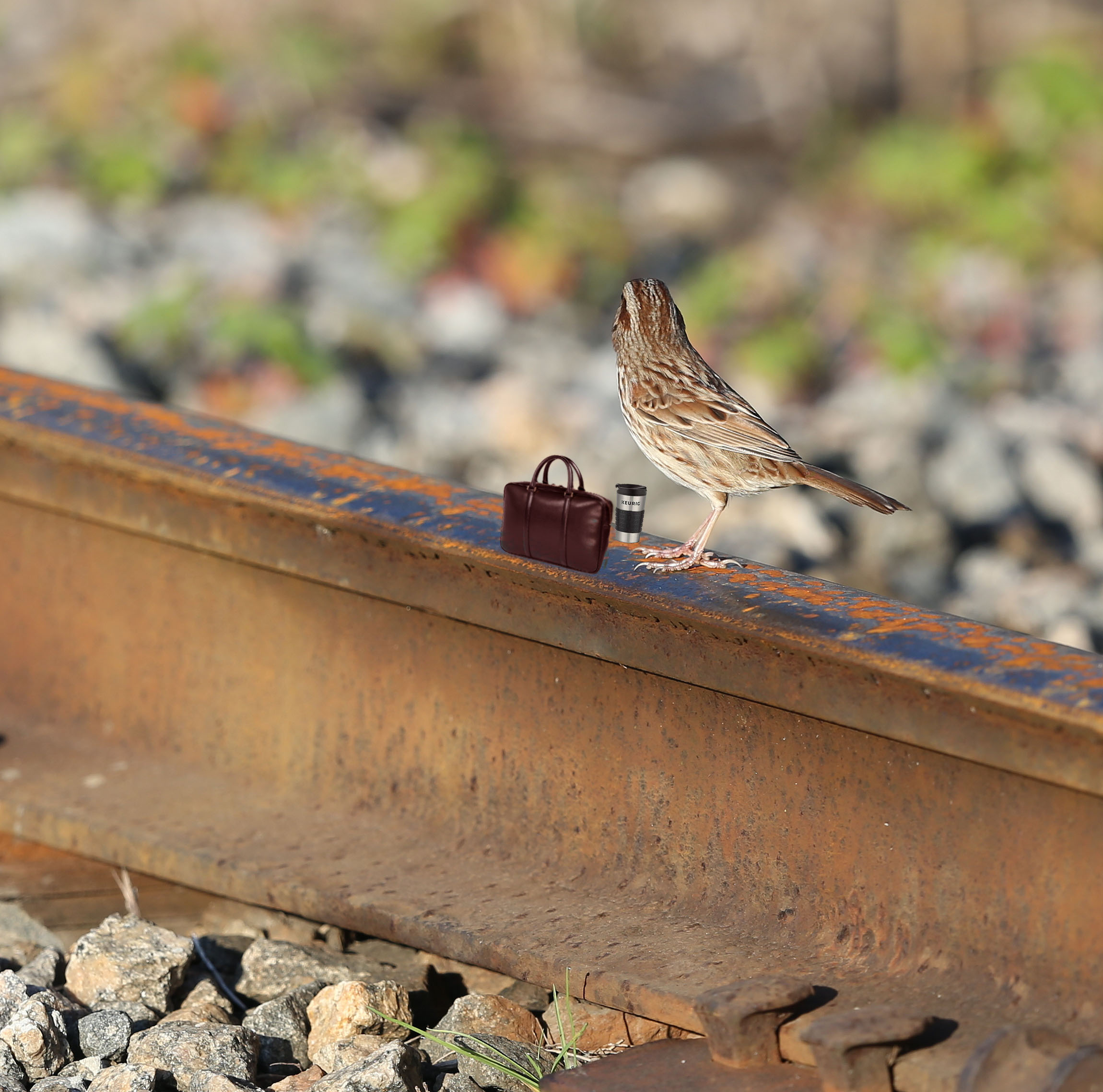 Song sparrow on a railroad track