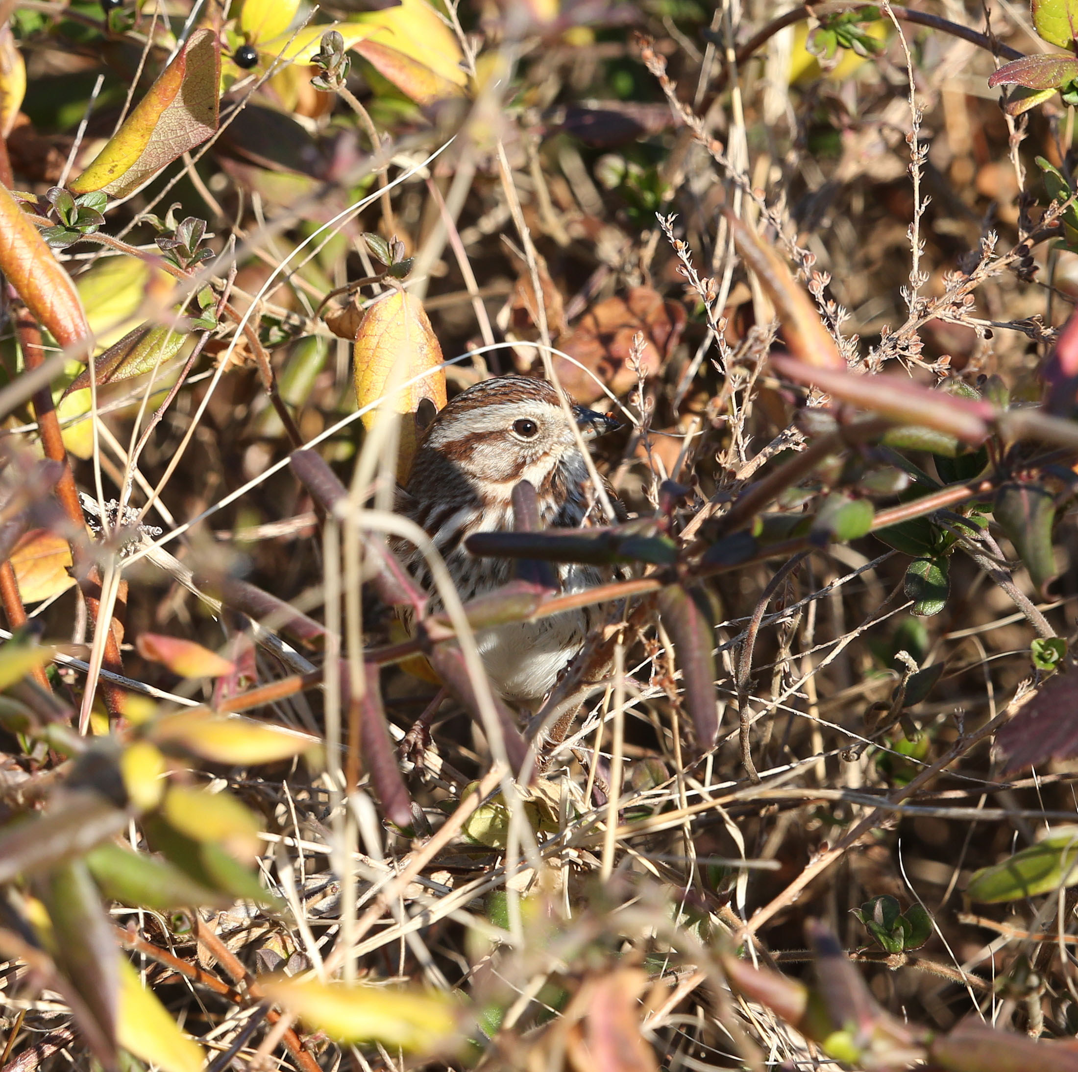 Song Sparrow