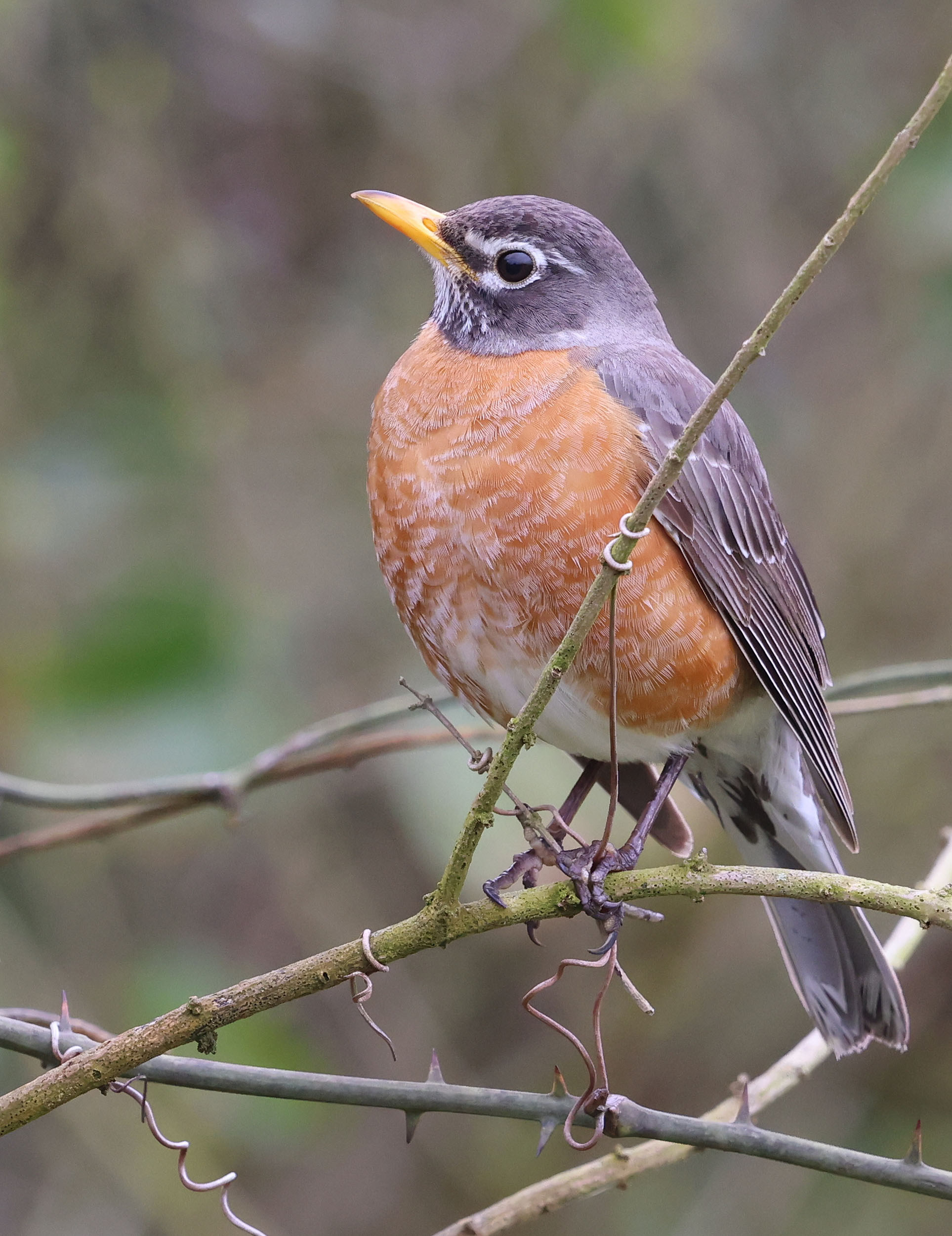 American Robin