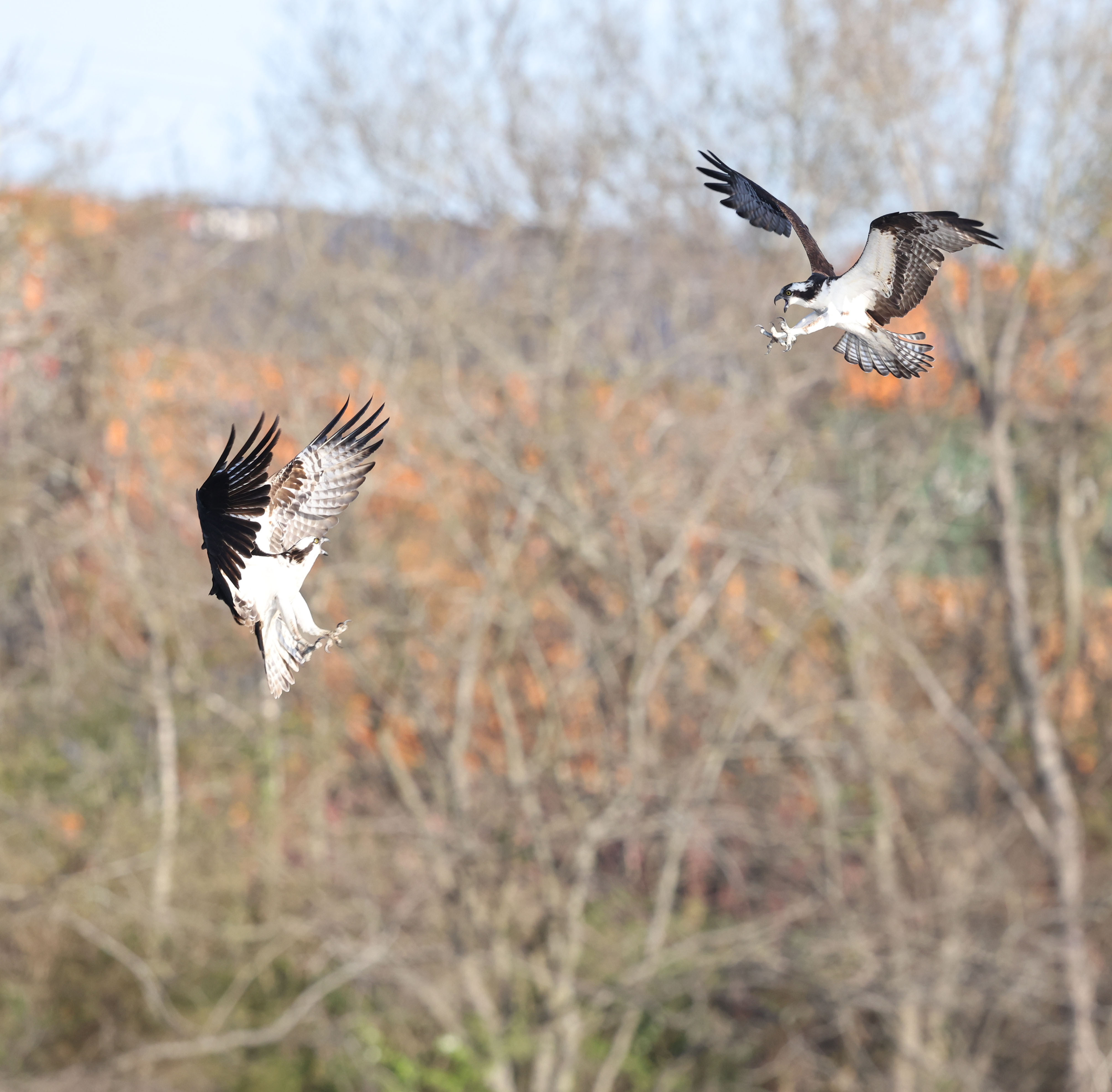 Male Osprey defending nest against intruder