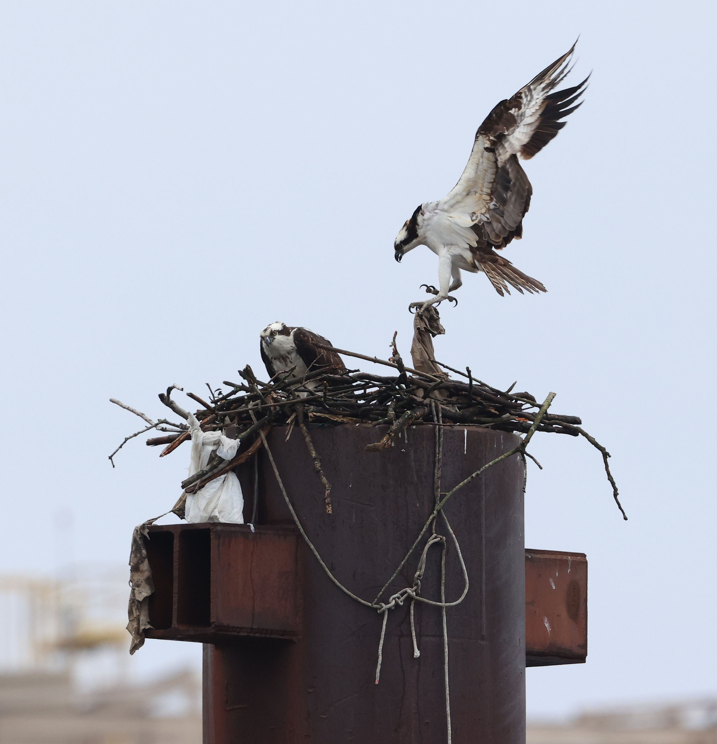 Osprey pair on nest