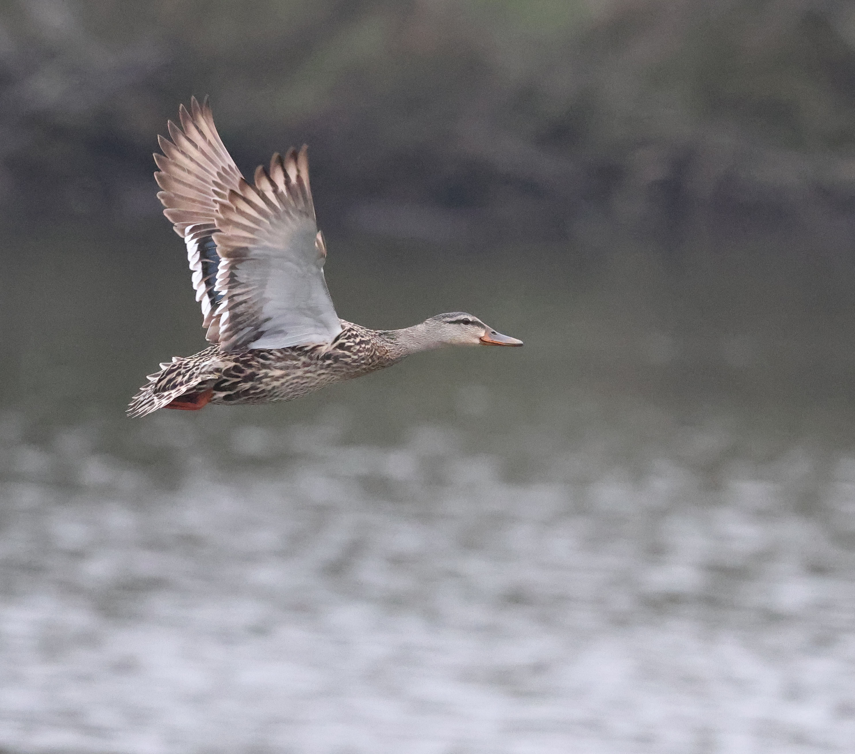 Female Mallard