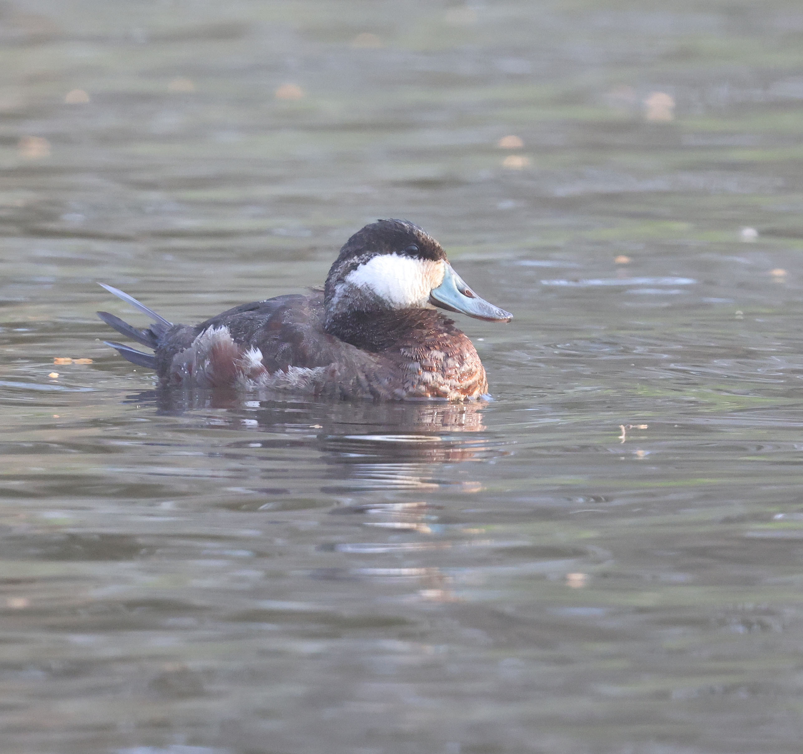 Male Ruddy Duck