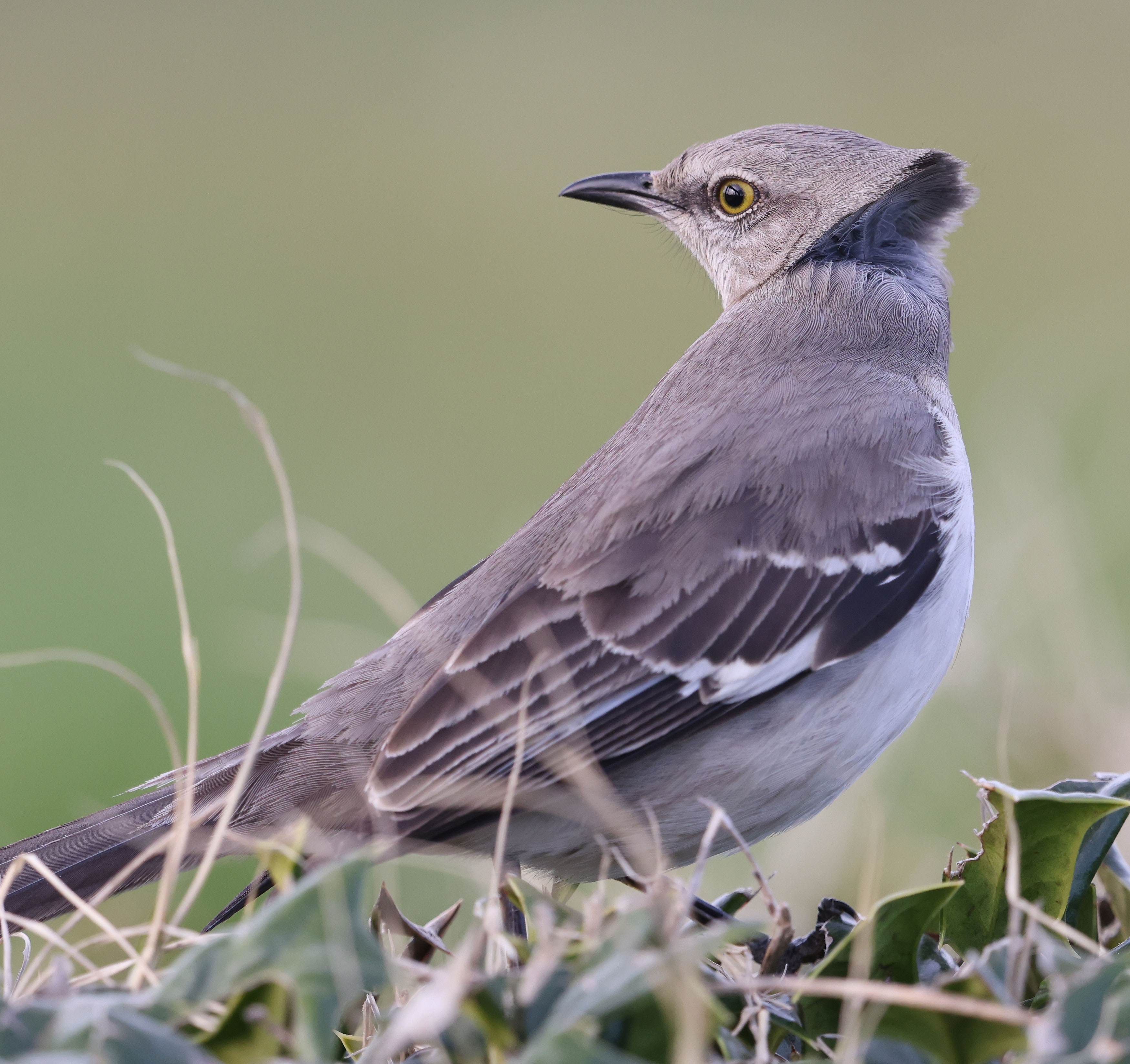 Northern Mockingbird
