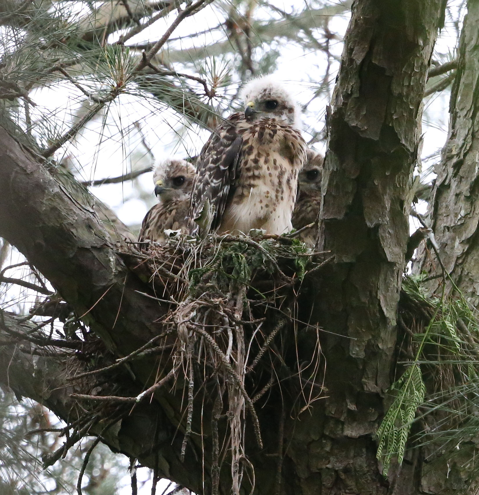 Red-shouldered Hawk chicks