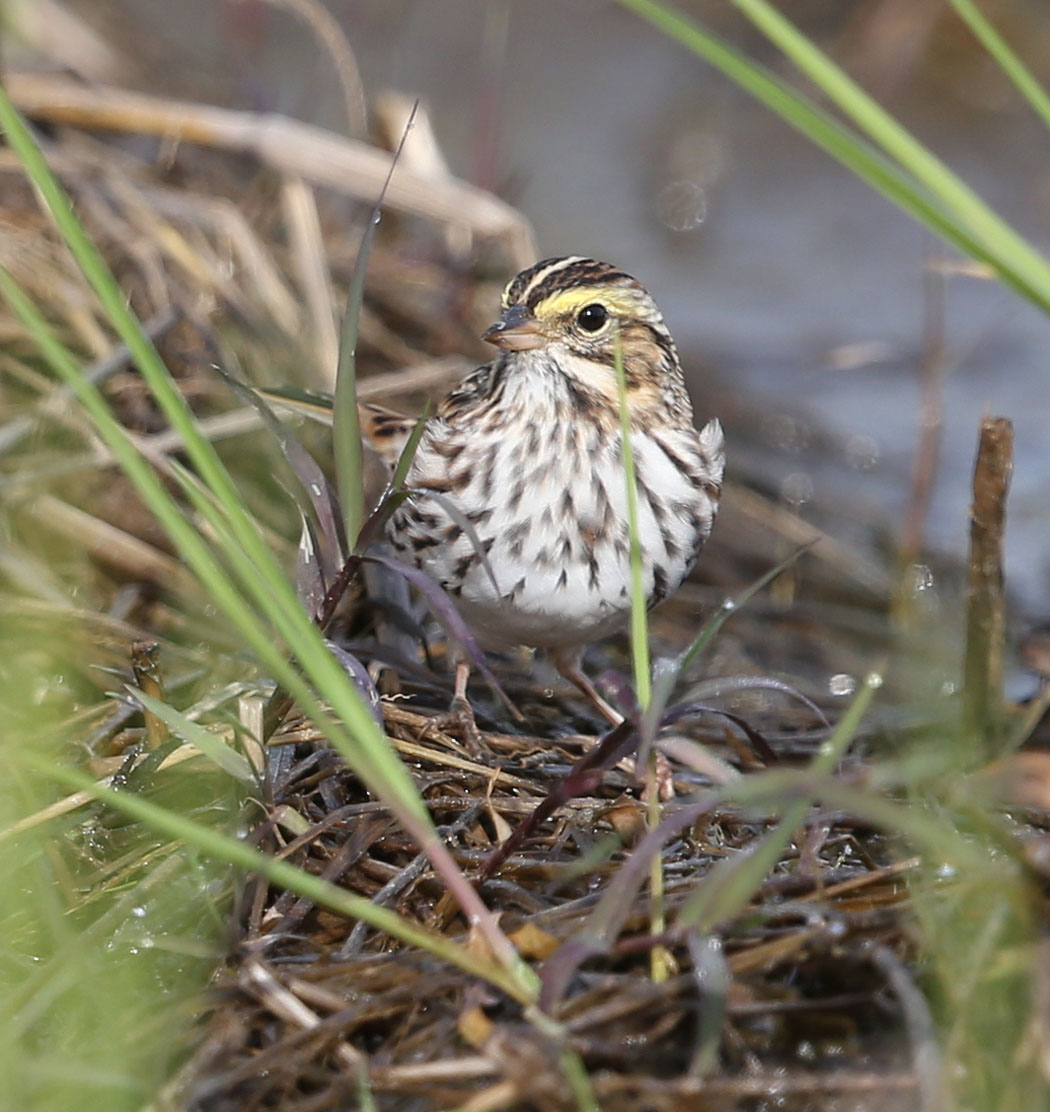 Savannah Sparrow