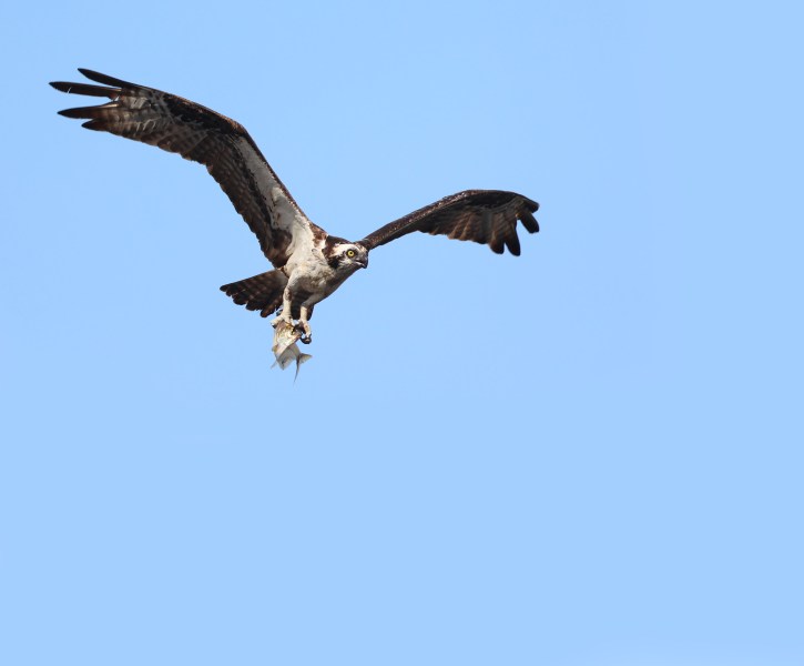 Osprey