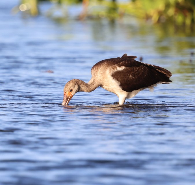 Juvenile White Ibis