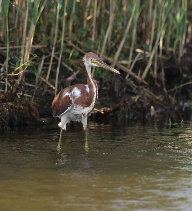 Juvenile Tricolored Heron