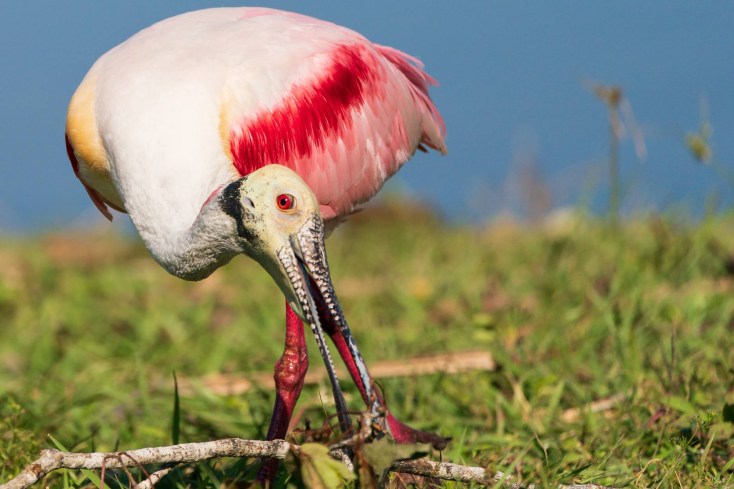 Adult Roseate Spoonbill