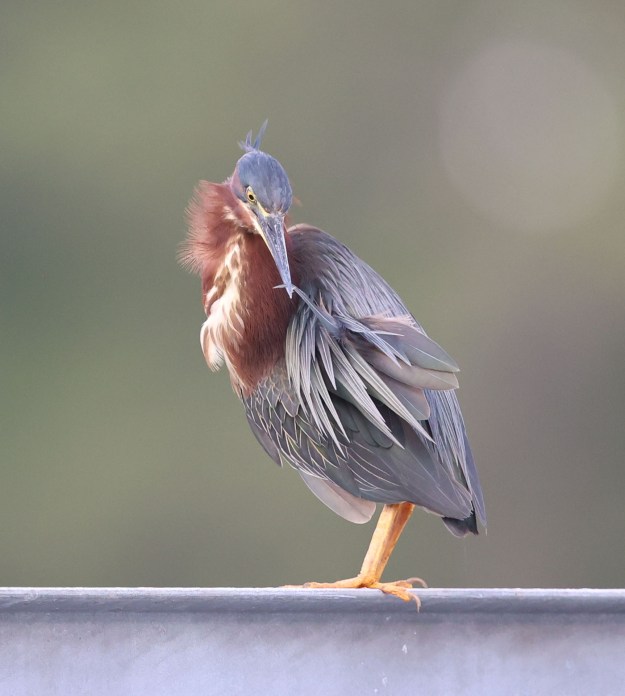 Juvenile Green Heron
