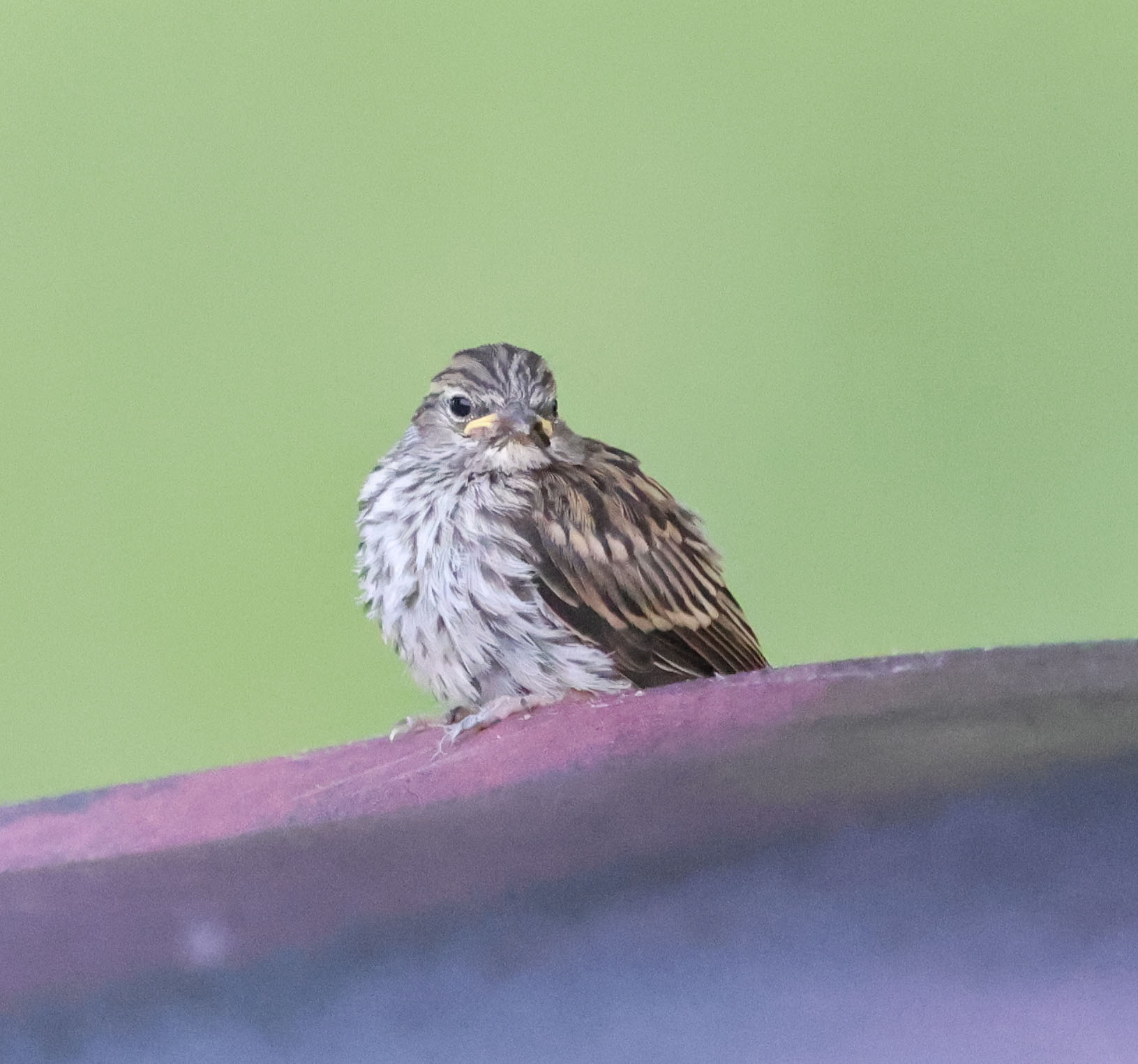 Juvenile Chipping Sparrow