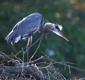 Adult Great Blue Heron