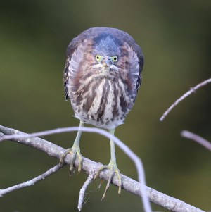 Juvenile Green Heron