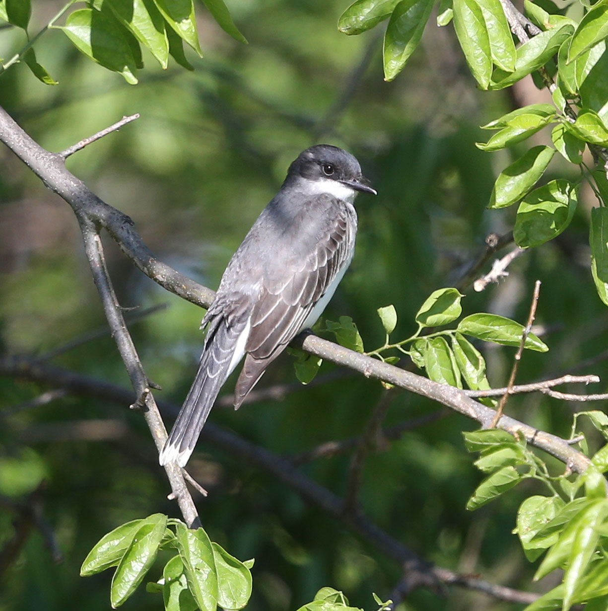 Eastern Kingbird