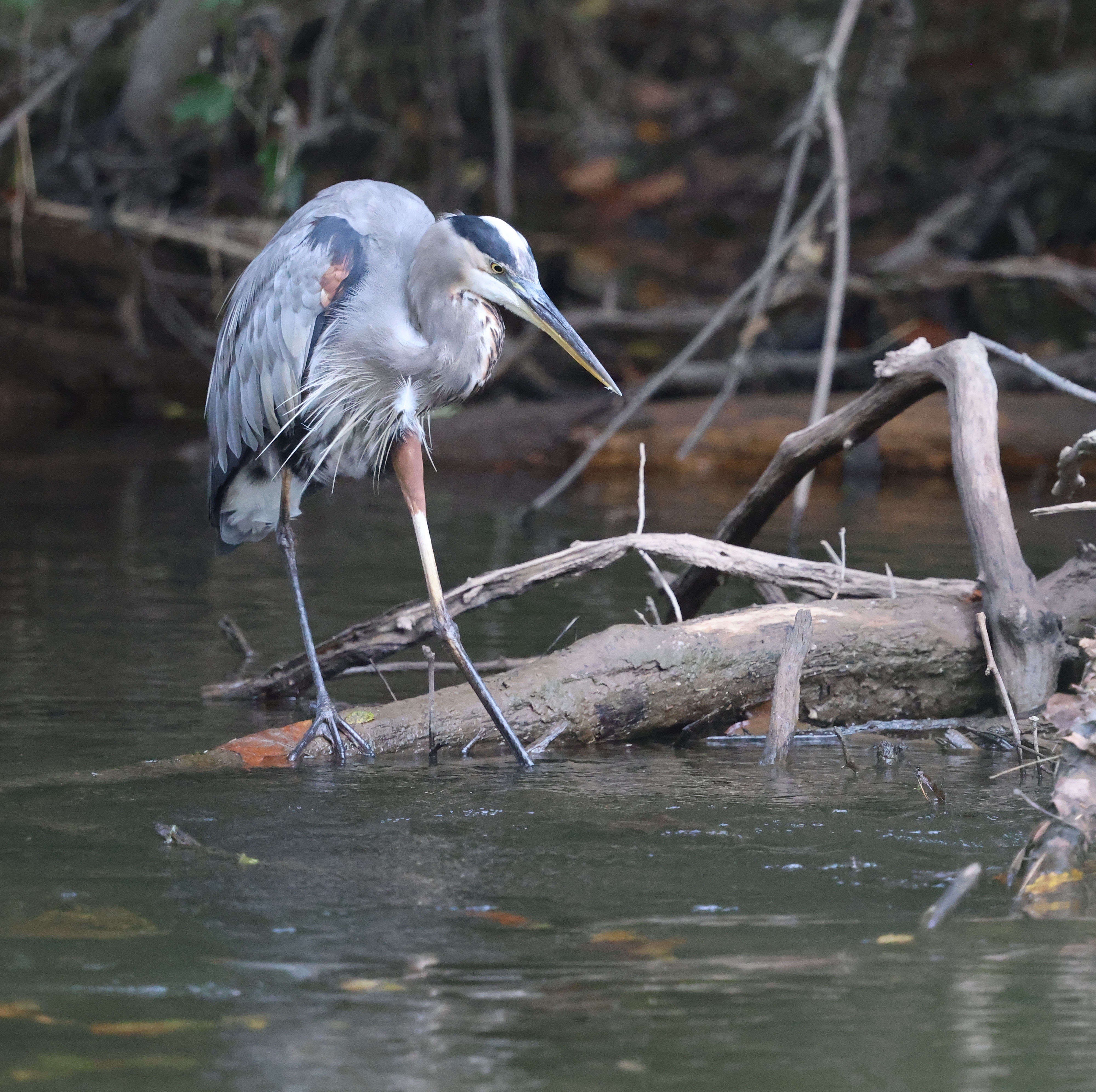 Great Blue Heron
