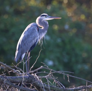 Adult Great Blue Heron