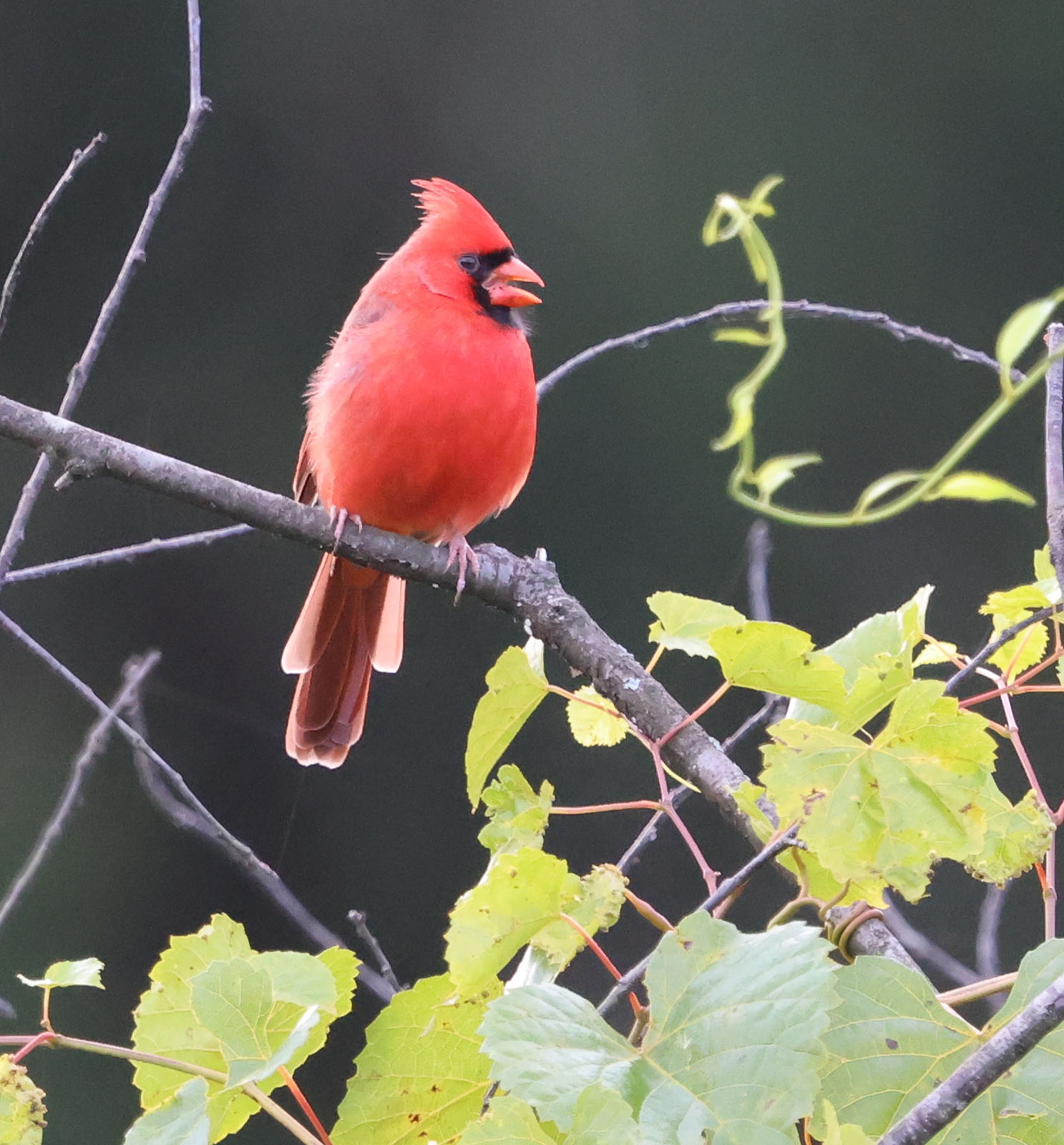 Northern Cardinal