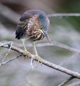 Juvenile Green Heron