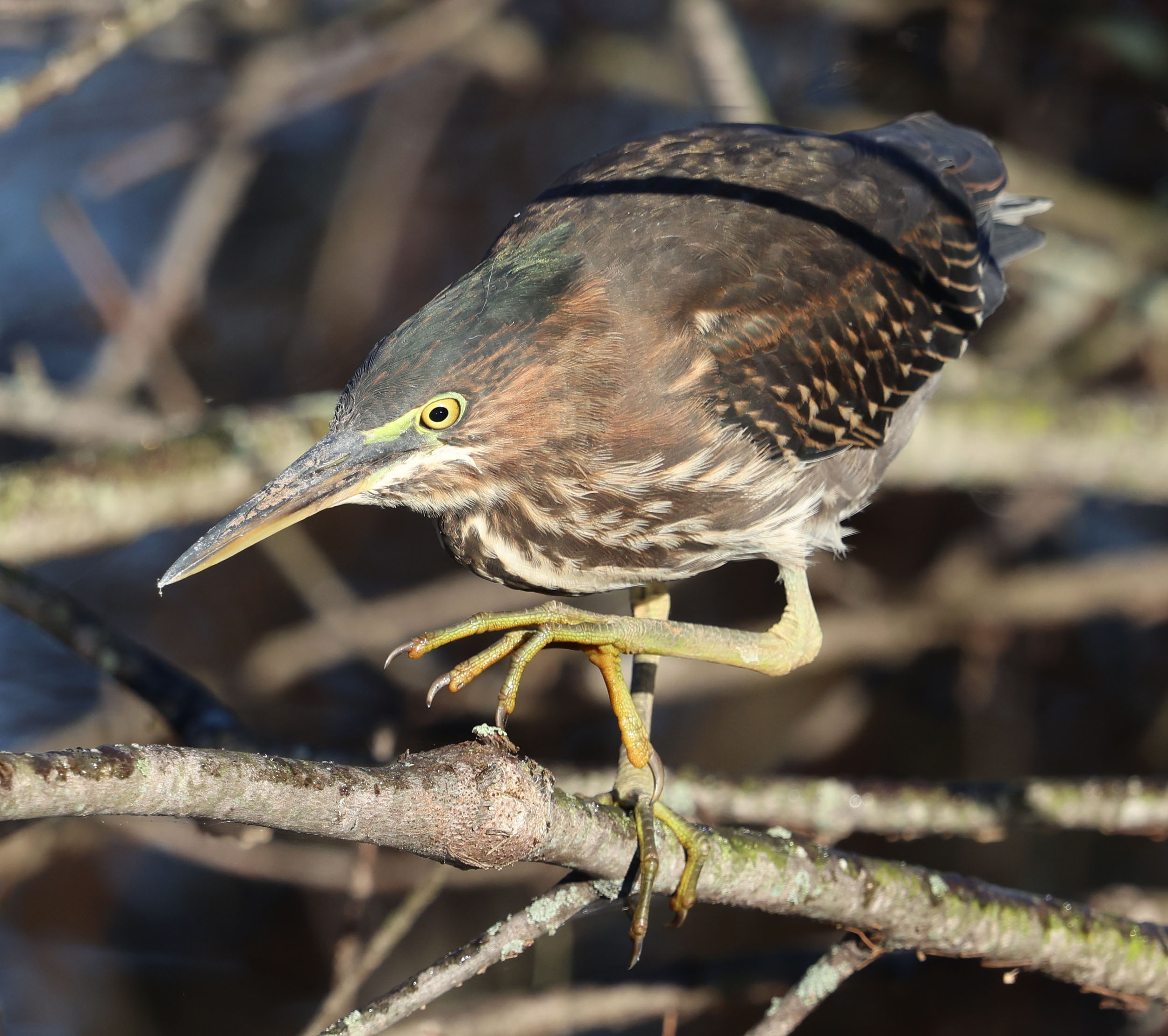Juvenile Green Heron