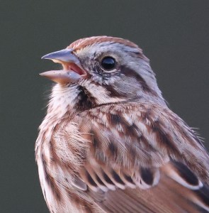 Song Sparrow