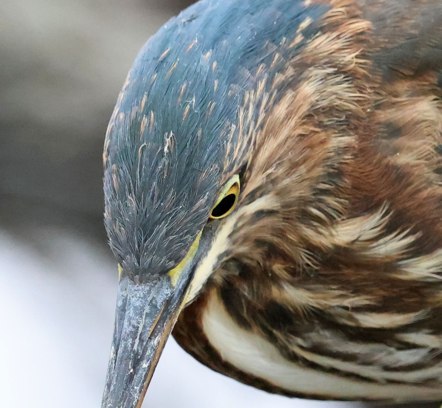 Juvenile Green Heron