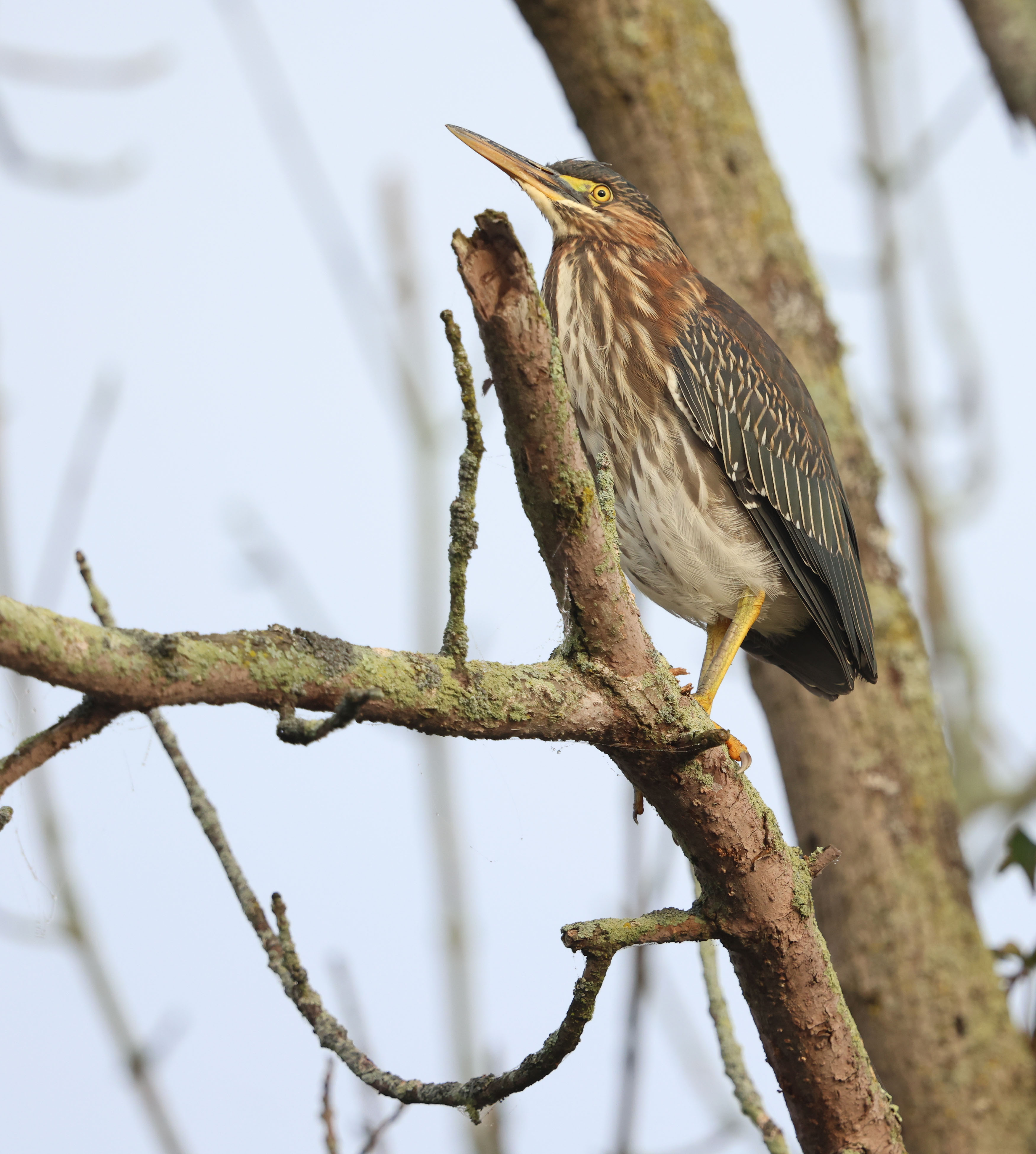 Juvenile Green Heron
