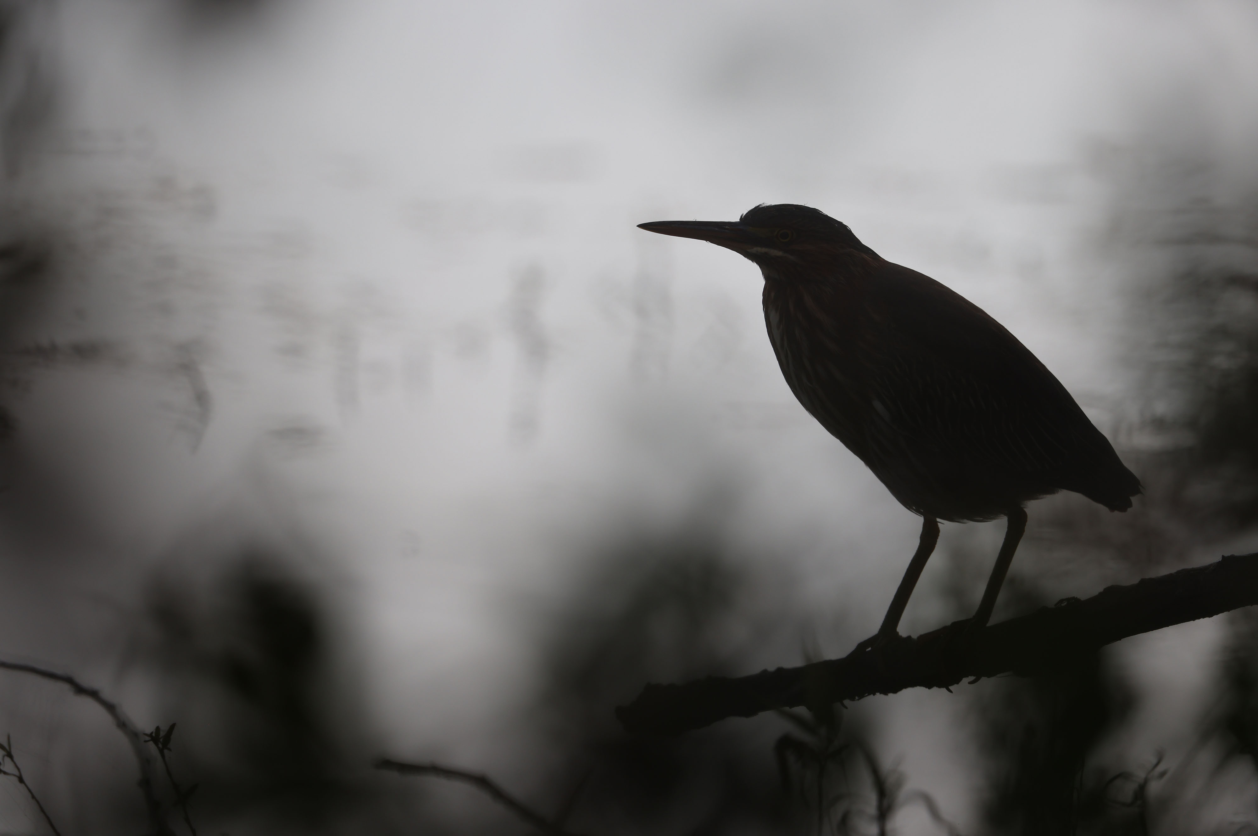 Juvenile Green Heron