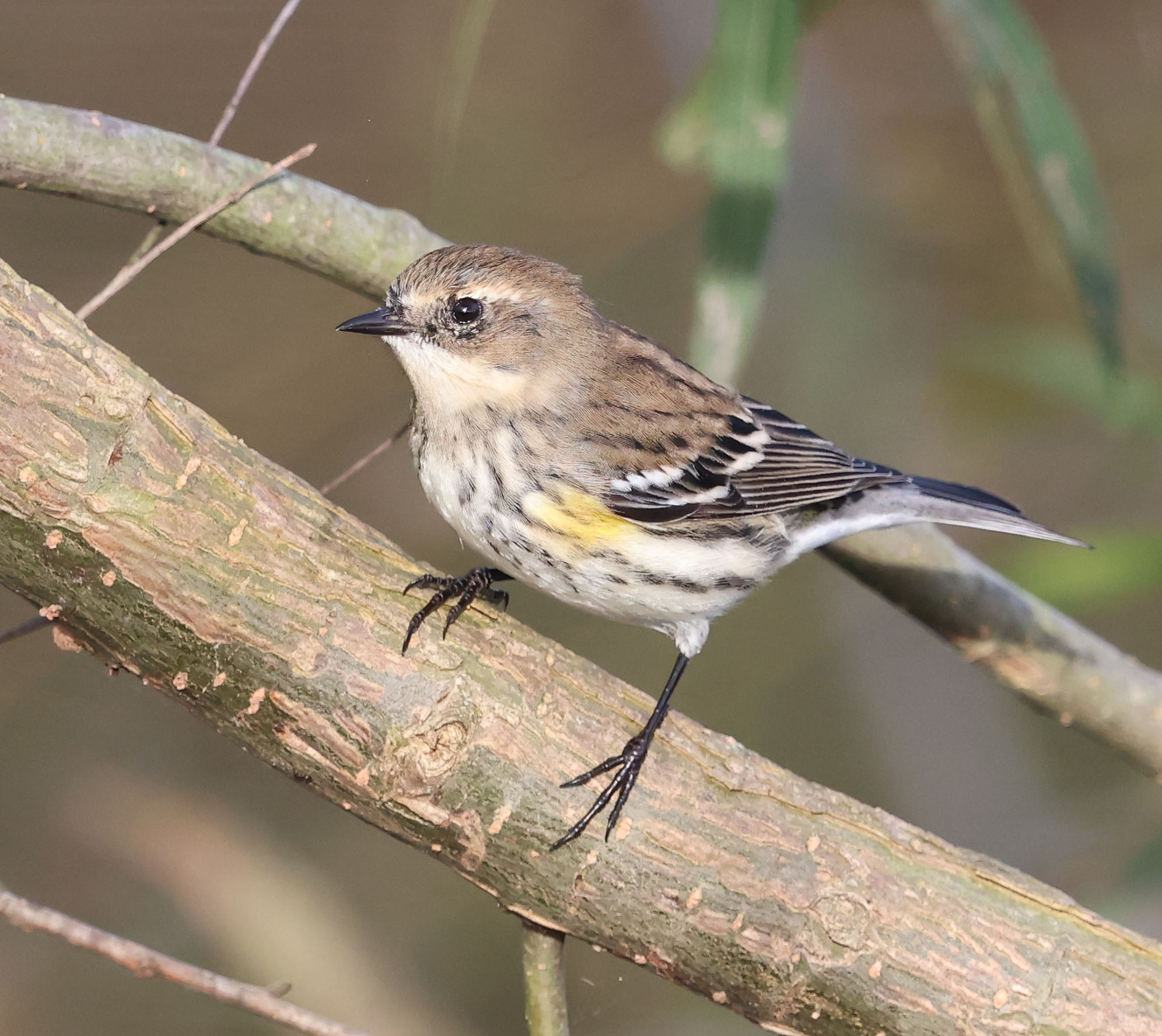 Yellow-rumped Warbler