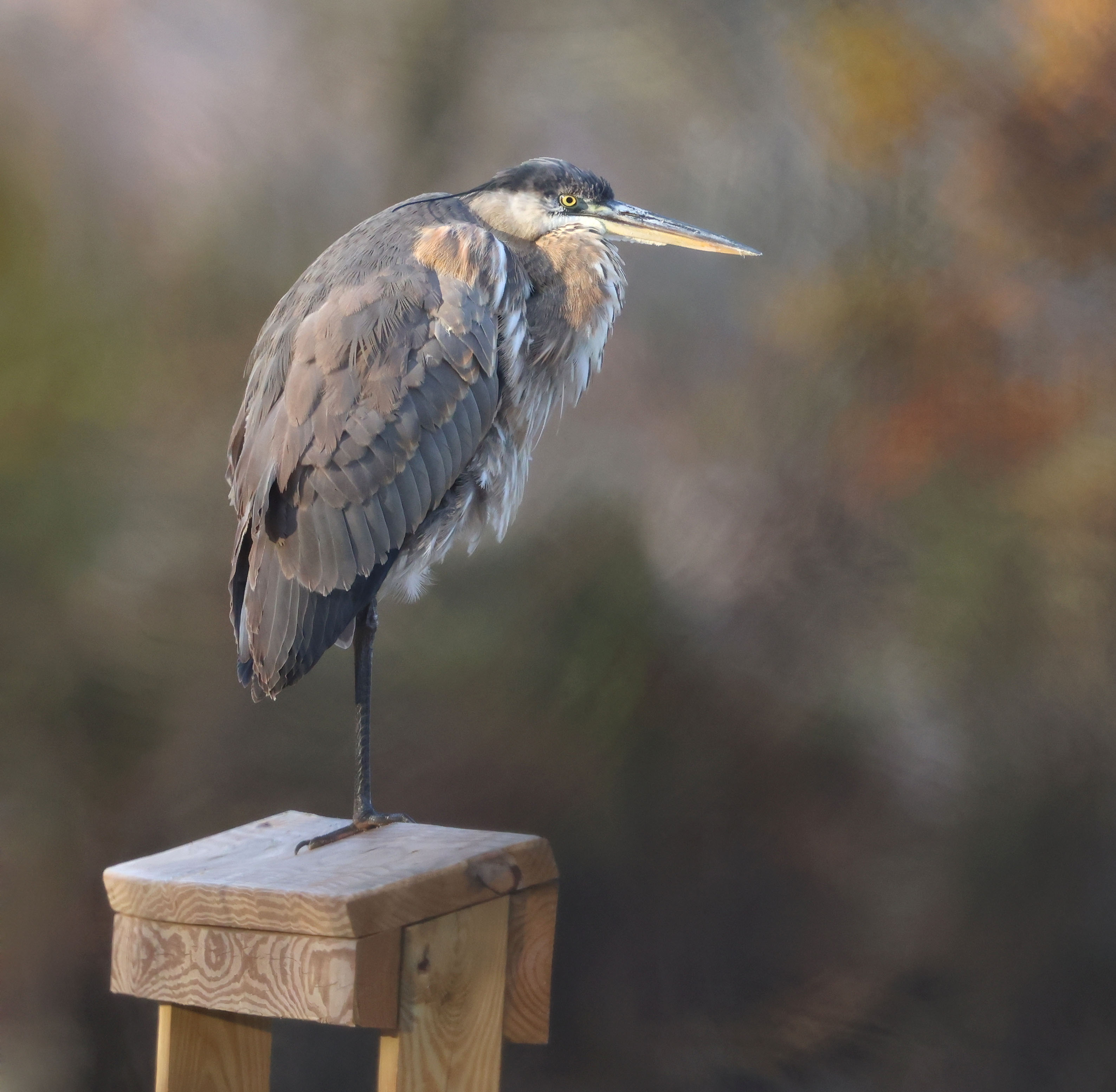 Juvenile Great Blue Heron