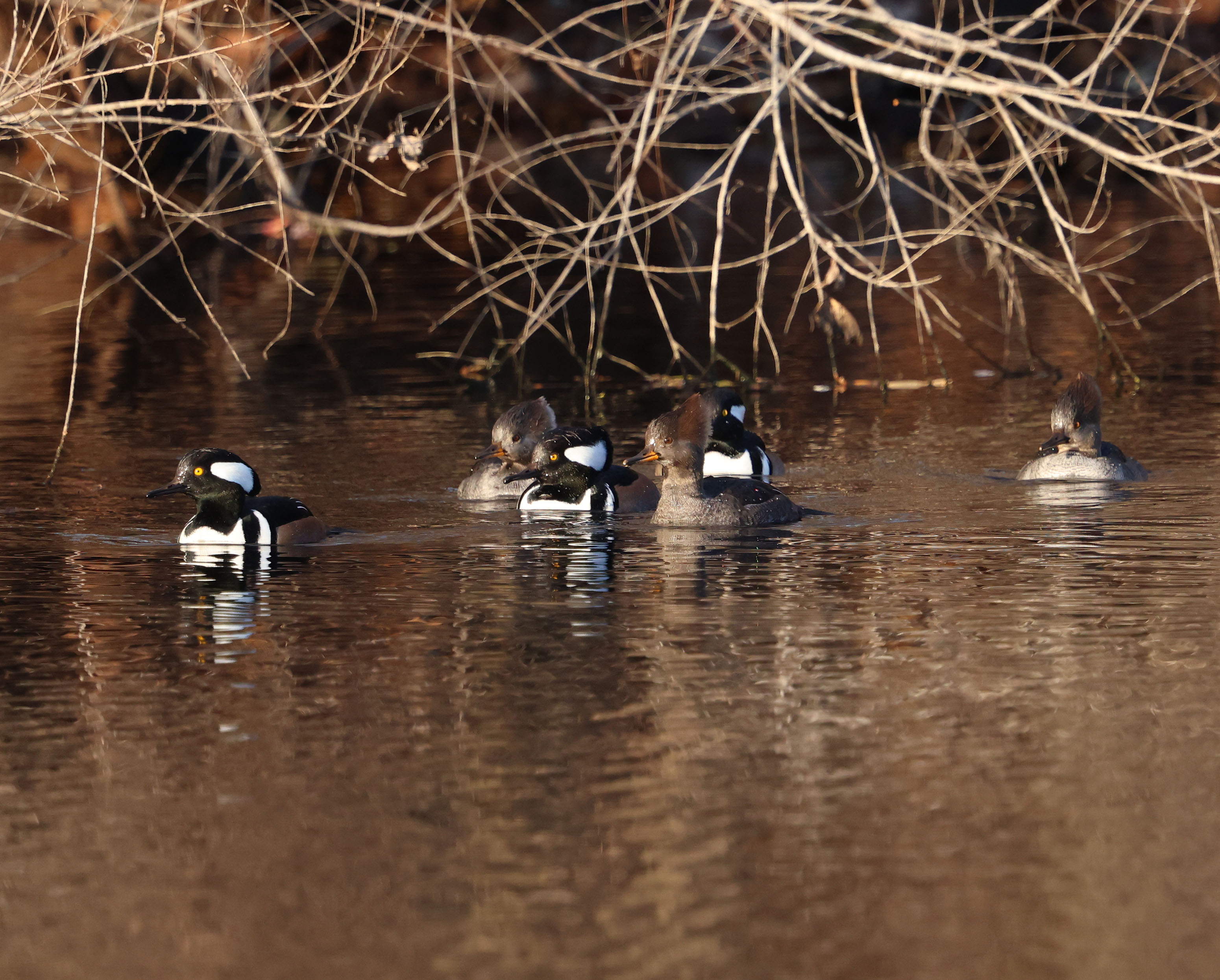 Hooded Mergansers