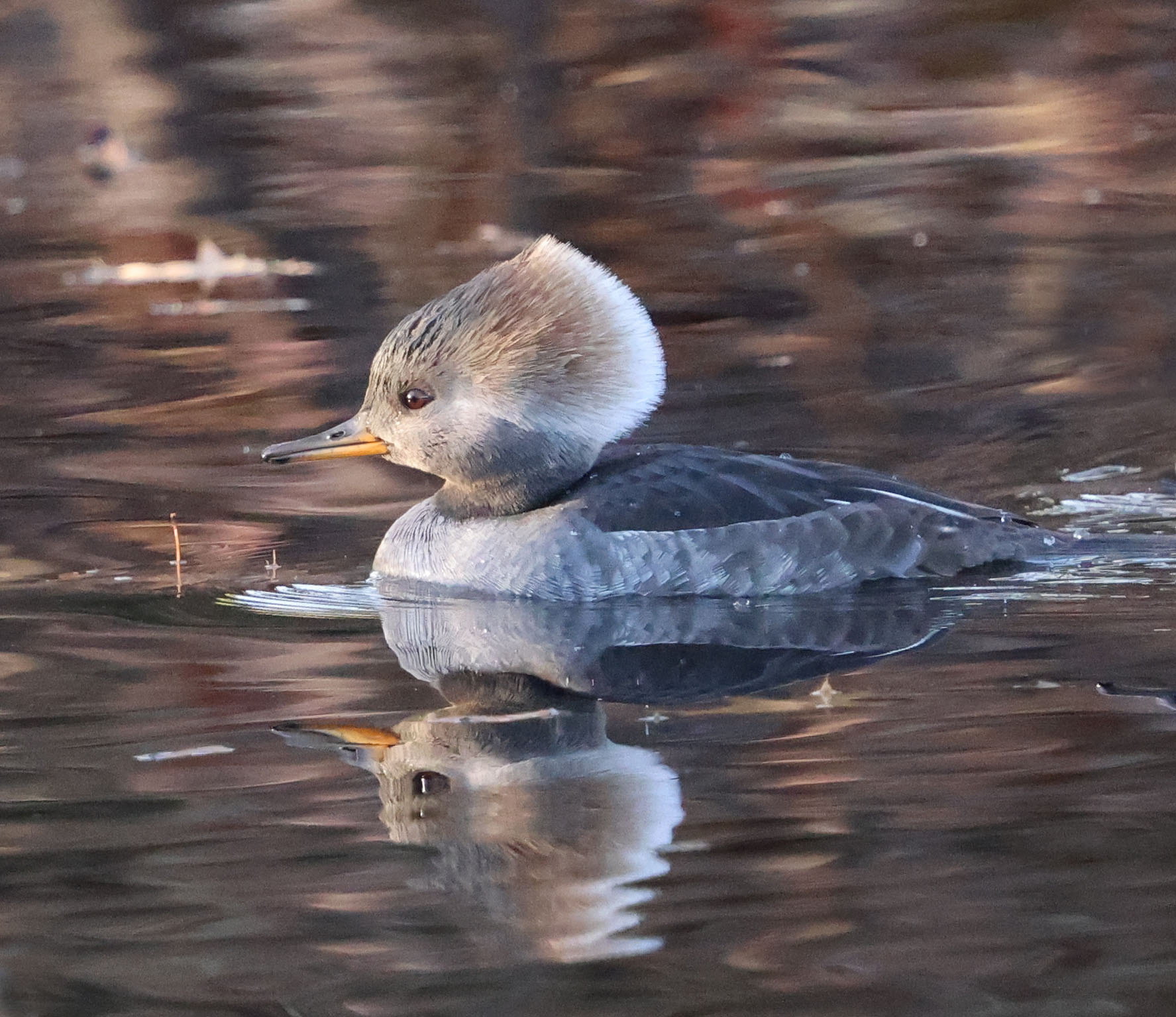 Female Hooded Merganser