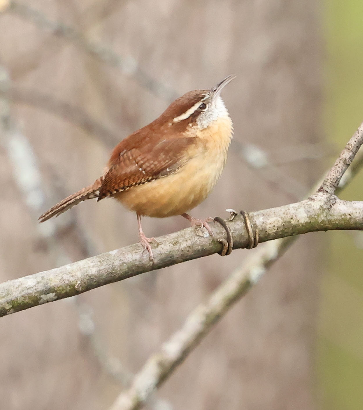 Carolina Wren