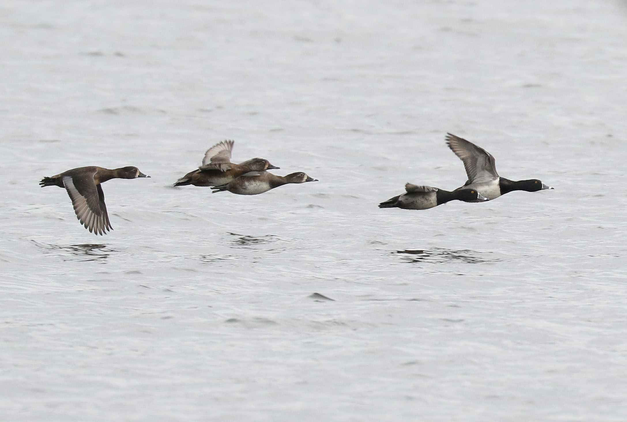 Ring-necked Ducks