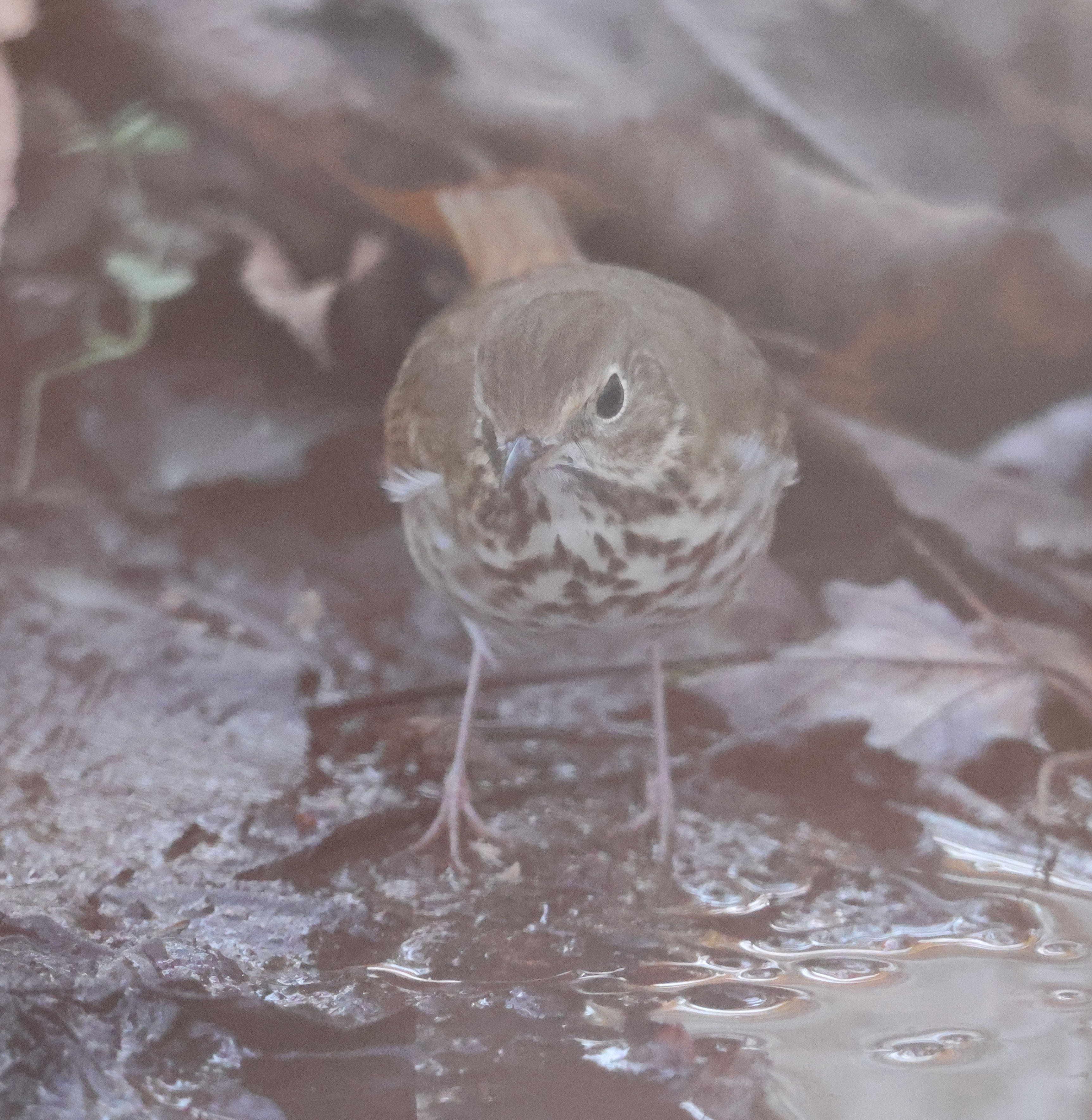 Hermit Thrush