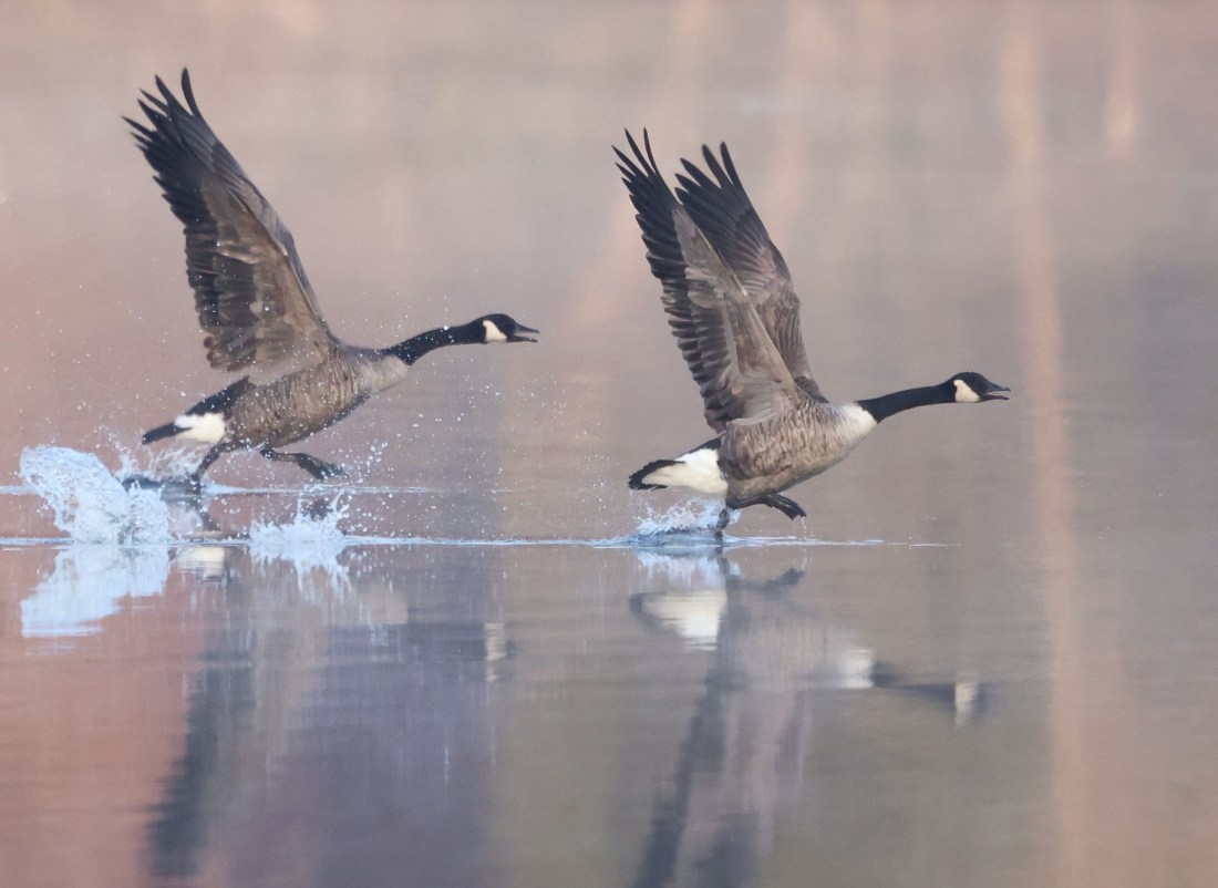 Canada Geese